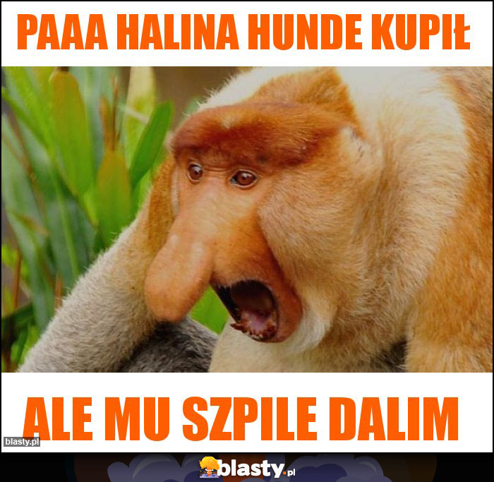 Paaa Halina Hunde kupił Paaa Halina Hunde kupił