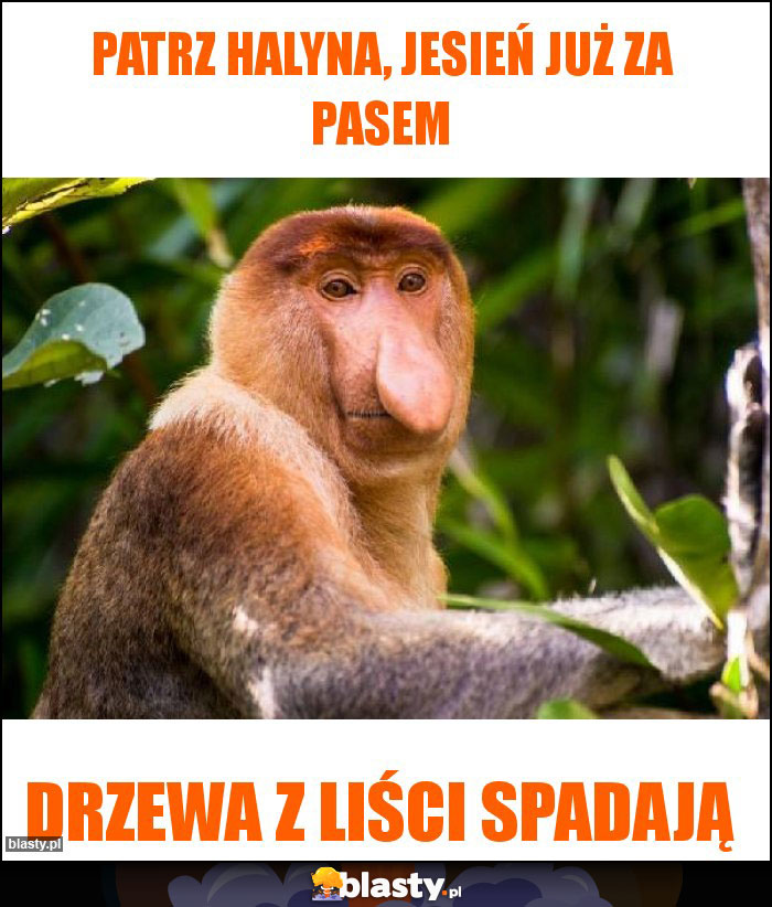 Patrz halyna, jesień już za pasem Patrz halyna, jesień już za pasem