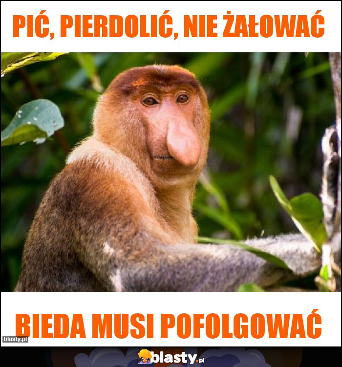 Pić, pierdolić, nie żałować Pić, pierdolić, nie żałować