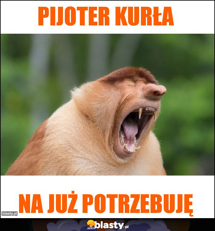 PIJOTER KURŁA PIJOTER KURŁA