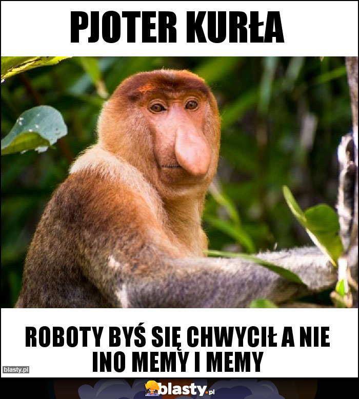 Pjoter kurła Pjoter kurła