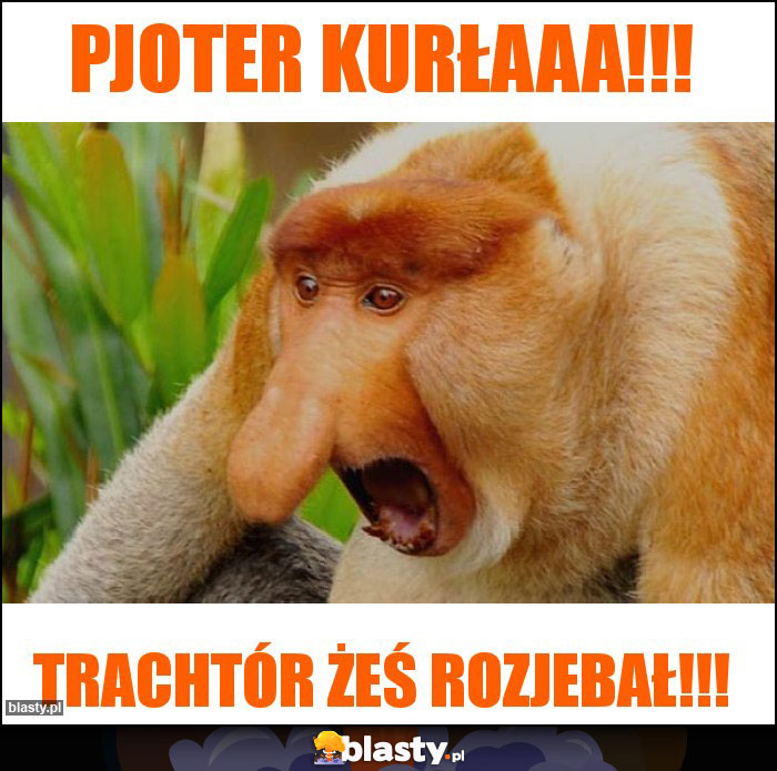 PJOTER KURŁAaa!!! PJOTER KURŁAaa!!!