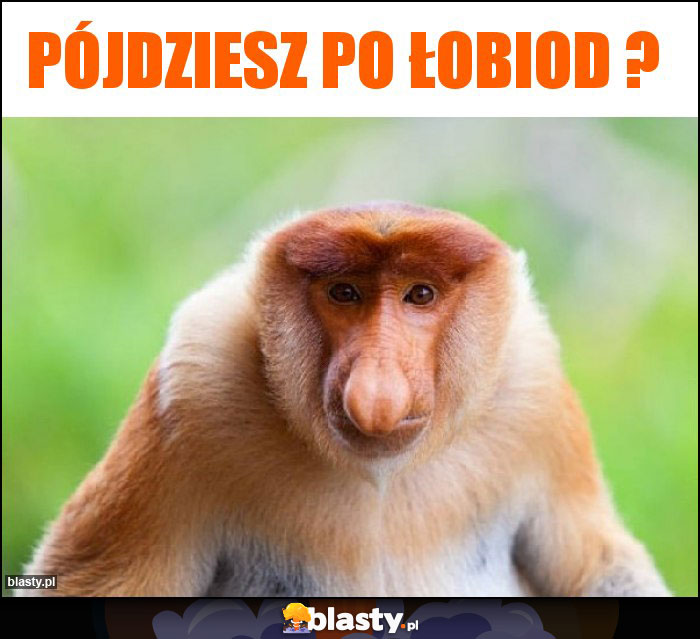 Pójdziesz po łobiod ? Pójdziesz po łobiod ?