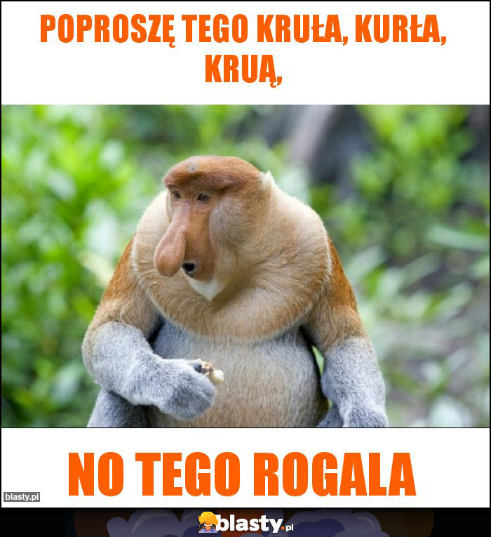 Poproszę tego kruła, kurła, kruą, Poproszę tego kruła, kurła, kruą,