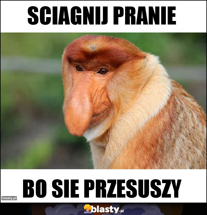 Sciagnij pranie Sciagnij pranie