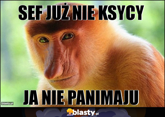 sef już nie ksycy sef już nie ksycy