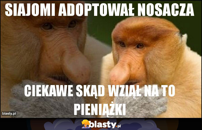 SIAJOMI ADOPTOWAŁ NOSACZA SIAJOMI ADOPTOWAŁ NOSACZA