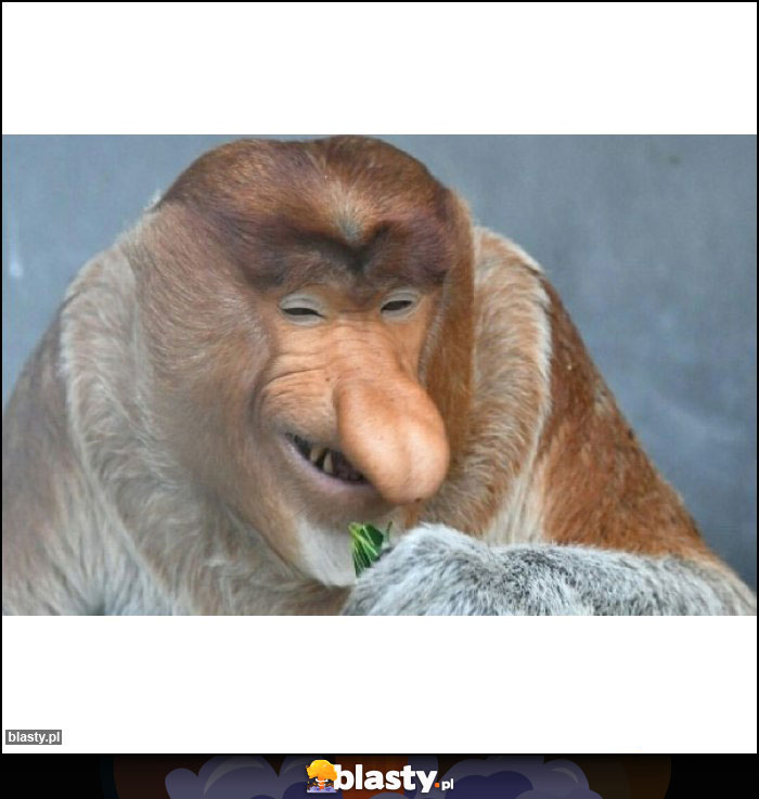 Sie popieści Sie popieści