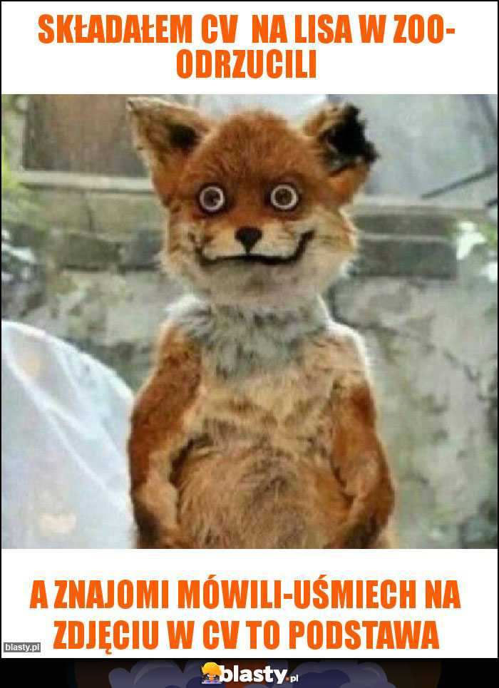 Składałem cv na lisa w zoo- odrzucili Składałem cv na lisa w zoo- odrzucili