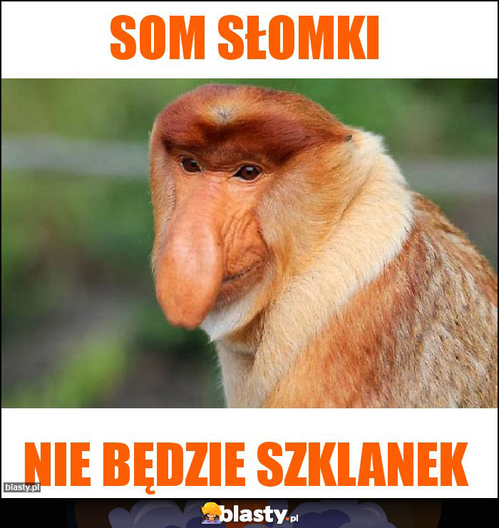 Som słomki Som słomki