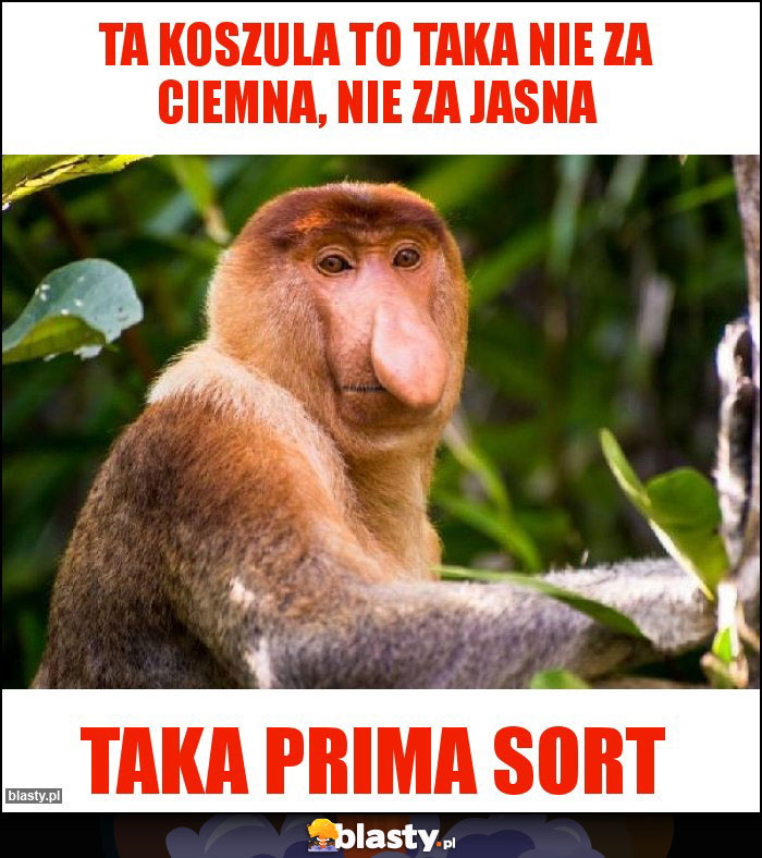 Ta koszula to taka nie za ciemna, nie za jasna Ta koszula to taka nie za ciemna, nie za jasna
