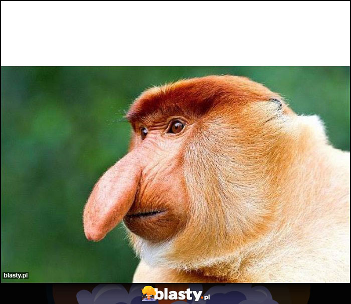 TEN KUREK TO PEWNIE JAKIEŚ STERYDY BIERZE