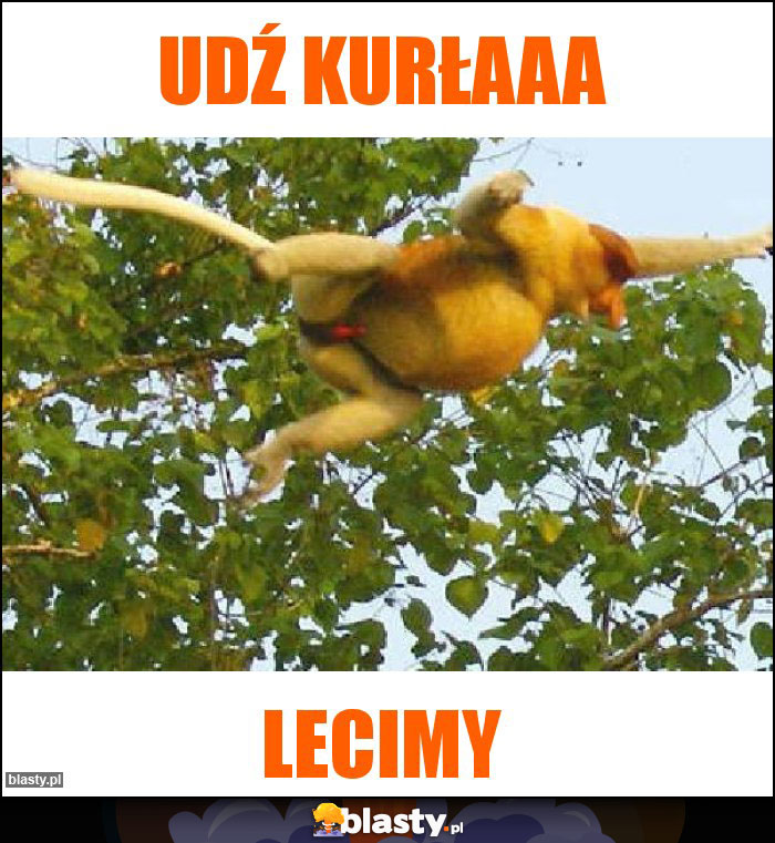 UDŹ KURŁAAA UDŹ KURŁAAA