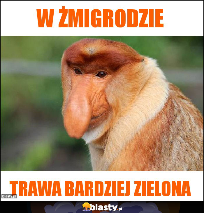 W Żmigrodzie