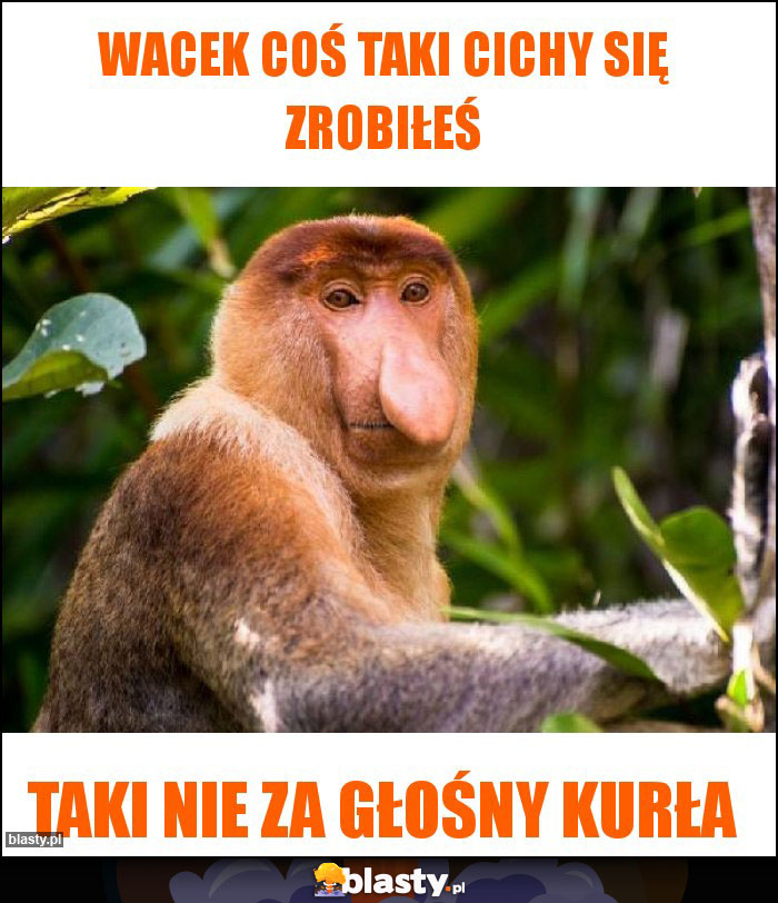 Wacek coś taki cichy się zrobiłeś Wacek coś taki cichy się zrobiłeś