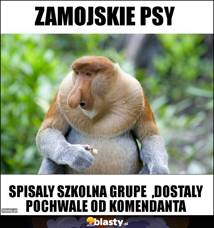 Zamojskie psy Zamojskie psy