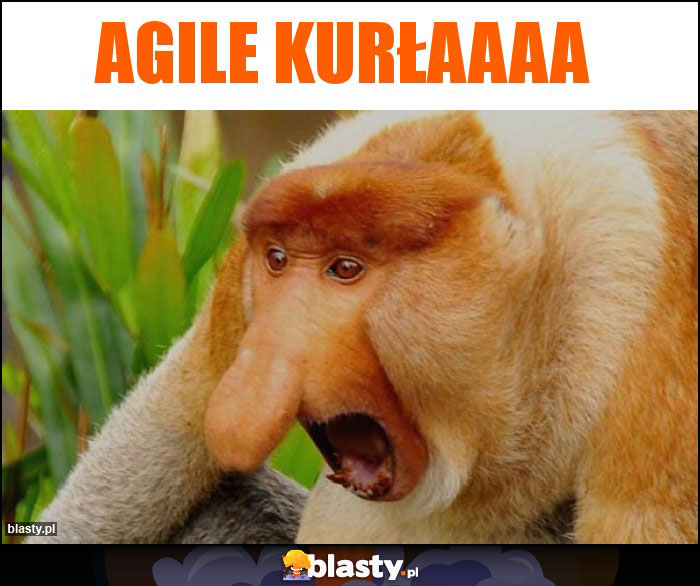 agile kurłaaaa agile kurłaaaa