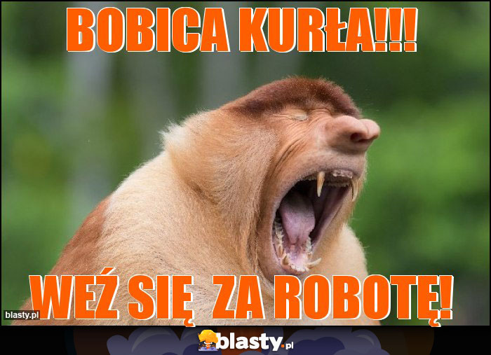 BOBICA KURŁA!!! BOBICA KURŁA!!!