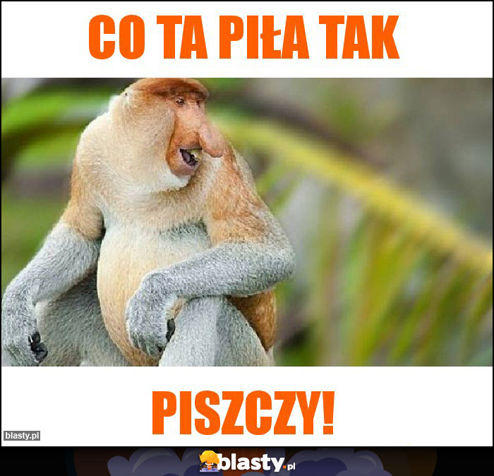Co ta piła tak Co ta piła tak