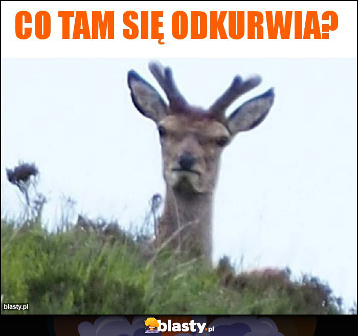 Co tam się odkurwia? Co tam się odkurwia?