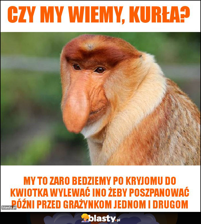 Czy my wiemy, kurła? Czy my wiemy, kurła?