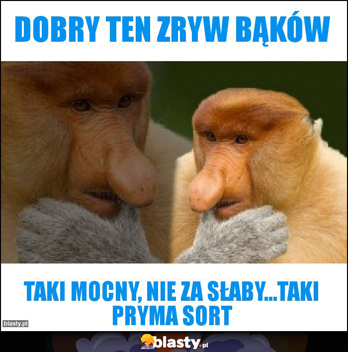 Dobry ten ZRYW BĄKów Dobry ten ZRYW BĄKów
