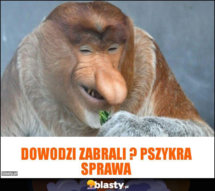 Dowodzi zabrali ? Pszykra sprawa Dowodzi zabrali ? Pszykra sprawa
