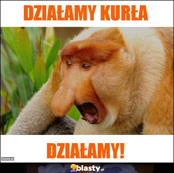 Działamy kurła Działamy kurła