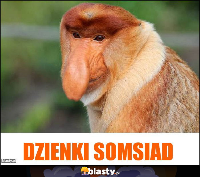 DZIENKI SOMSIAD DZIENKI SOMSIAD