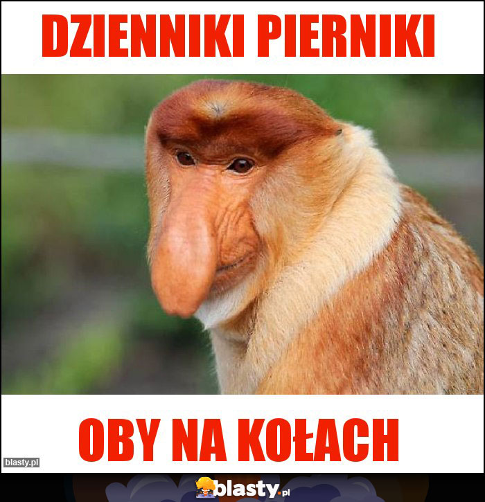 Dzienniki pierniki Dzienniki pierniki