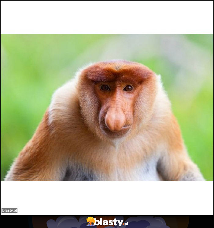 FAJNA PANNICA FAJNA PANNICA
