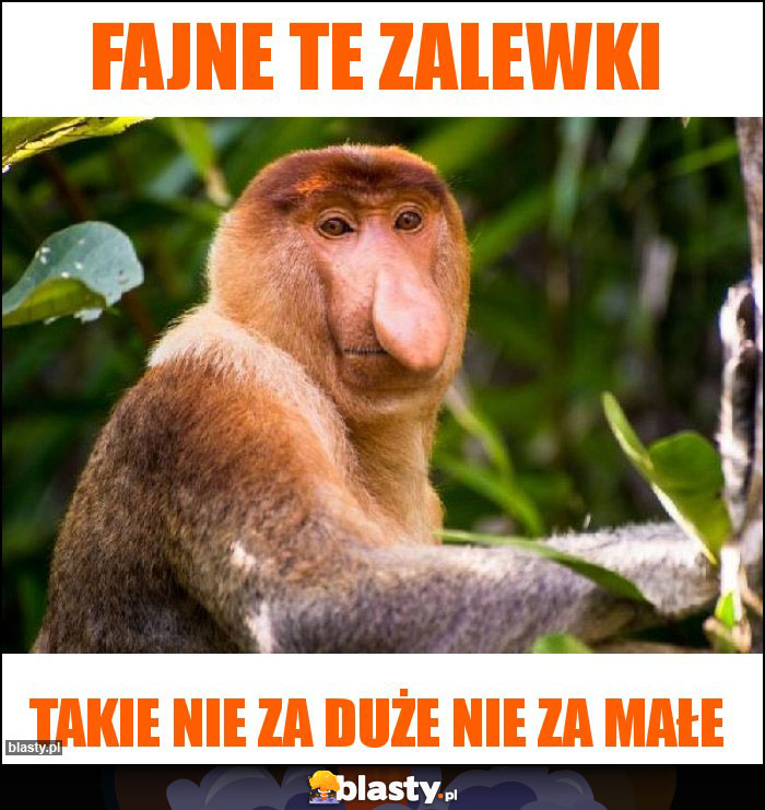 Fajne te zalewki Fajne te zalewki