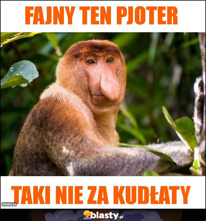 Fajny ten pjoter