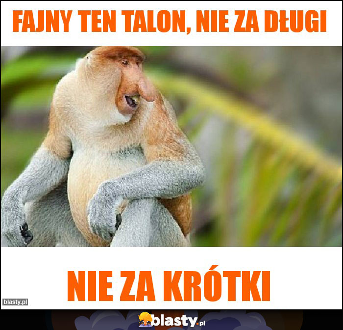 Fajny ten talon, nie za długi Fajny ten talon, nie za długi