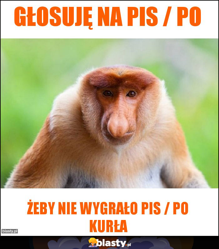 Głosuję na PIS / PO