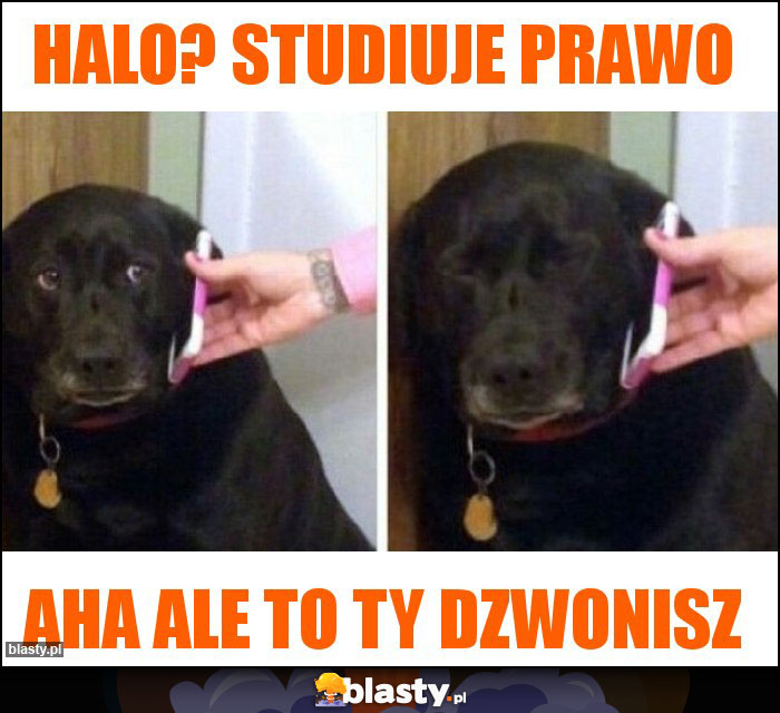 HALO? STUDIUJE PRAWO HALO? STUDIUJE PRAWO