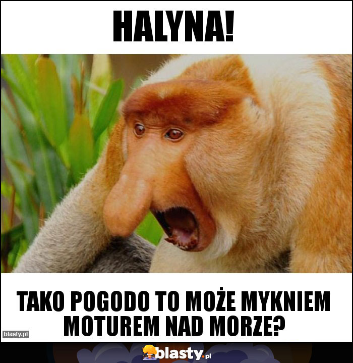 HALYNA!