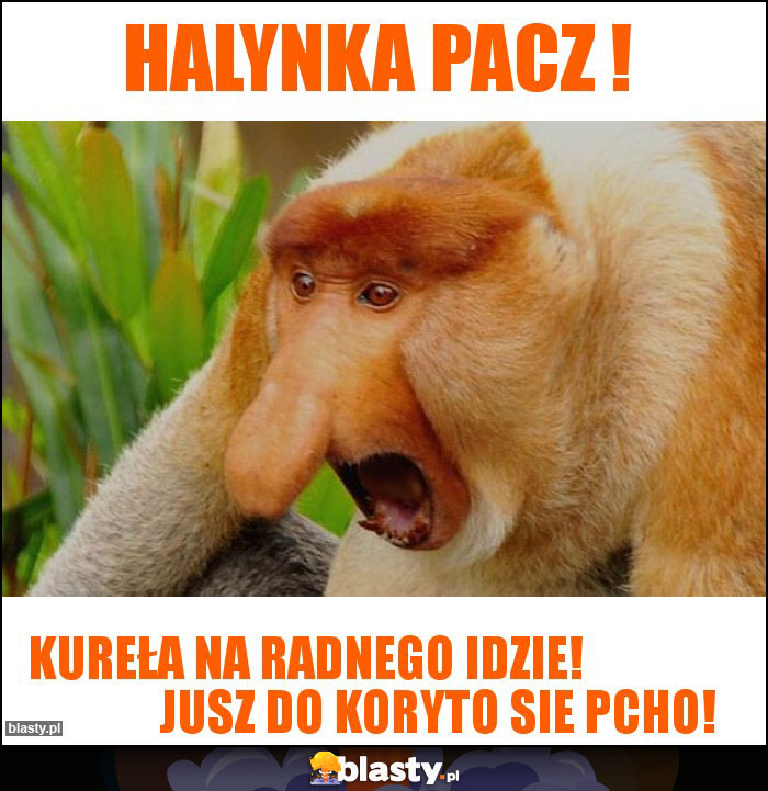 HALYNKA PACZ ! HALYNKA PACZ !