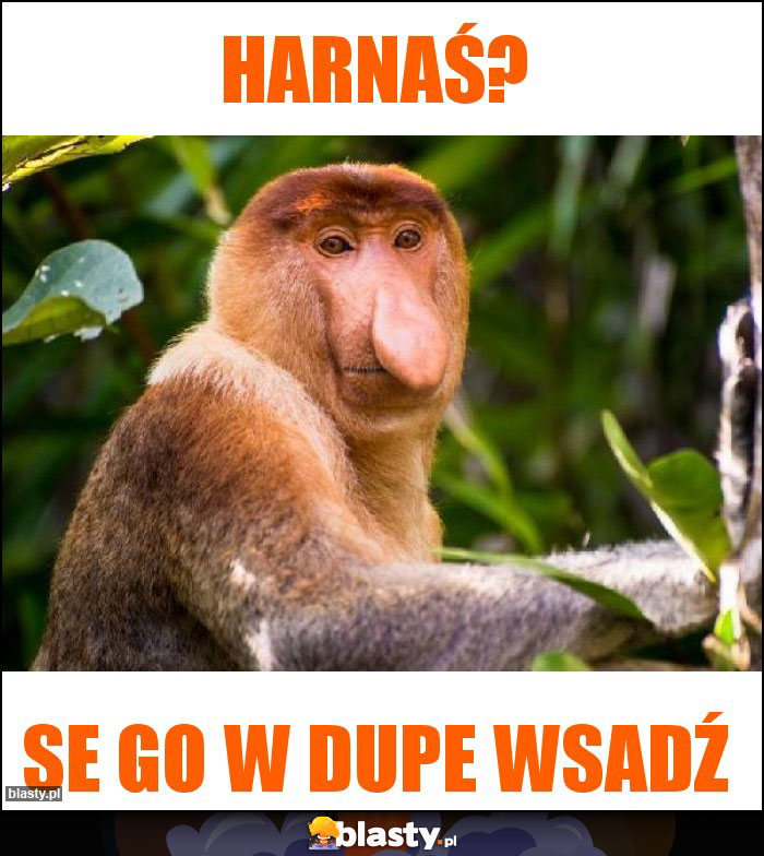 Harnaś?