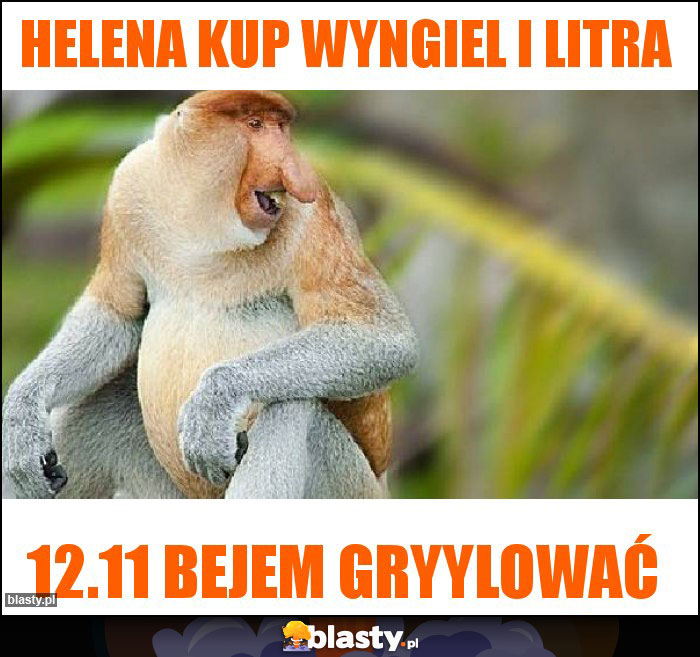 Helena kup wyngiel i litra Helena kup wyngiel i litra