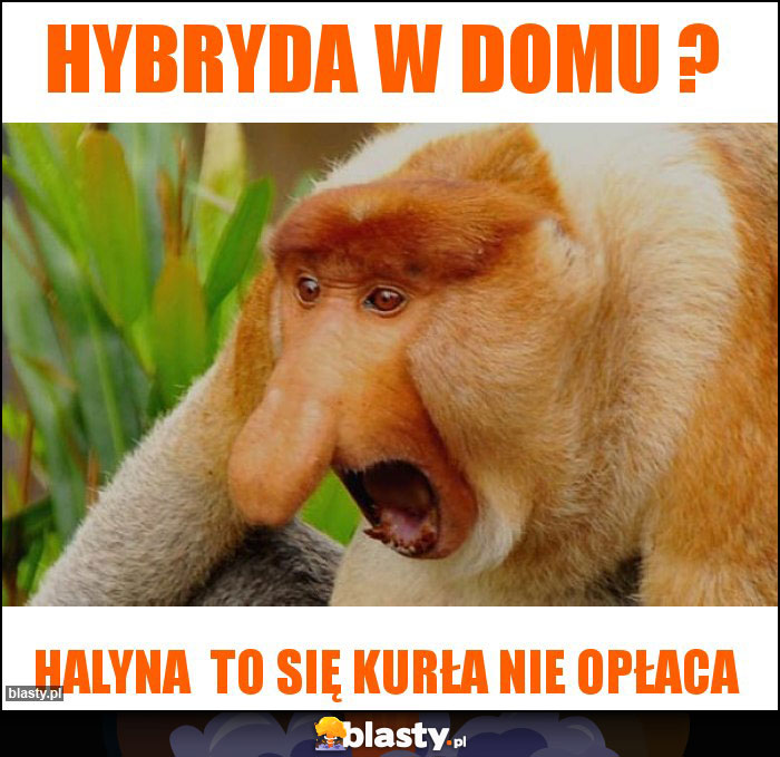 Hybryda w domu ? Hybryda w domu ?
