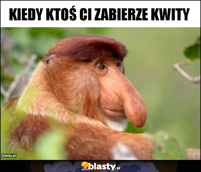 KIEDY KTOŚ CI ZABIERZE KWITY KIEDY KTOŚ CI ZABIERZE KWITY
