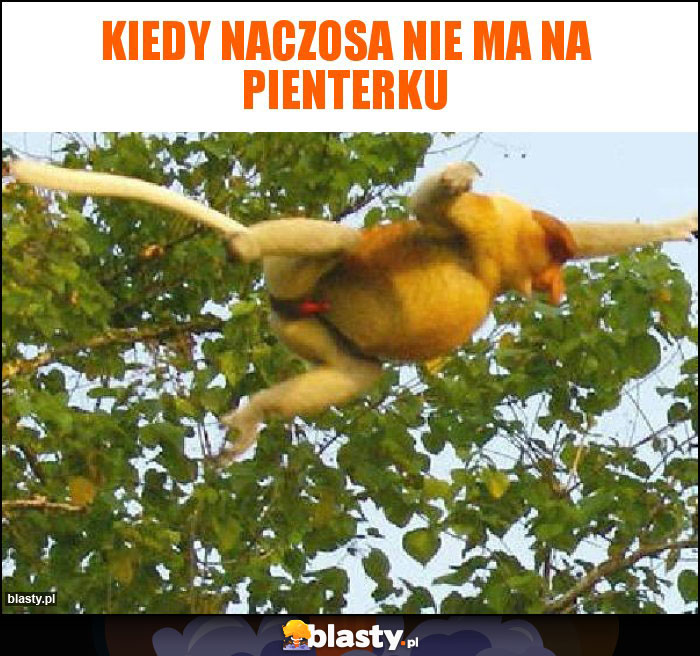 Kiedy Naczosa nie ma na pienterku Kiedy Naczosa nie ma na pienterku
