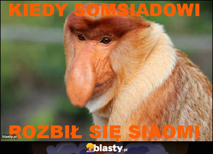 kiedy somsiadowi kiedy somsiadowi