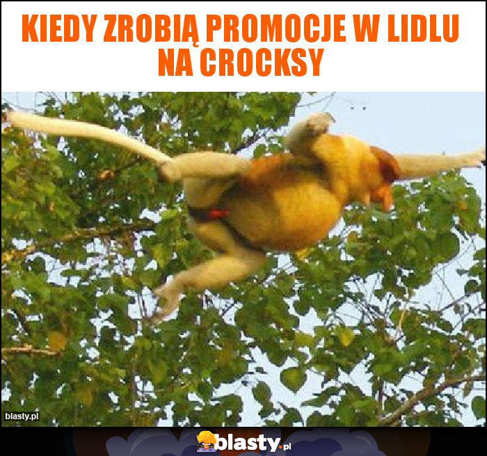 Kiedy zrobią promocje w lidlu na crocksy Kiedy zrobią promocje w lidlu na crocksy