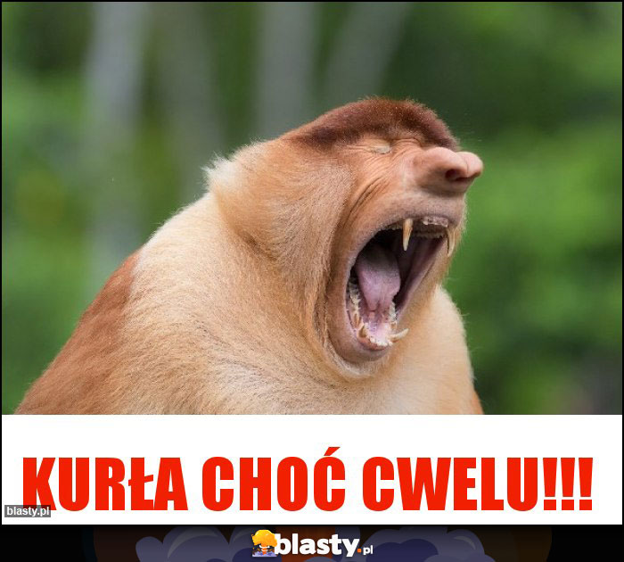 Kurła choć cwelu!!! Kurła choć cwelu!!!