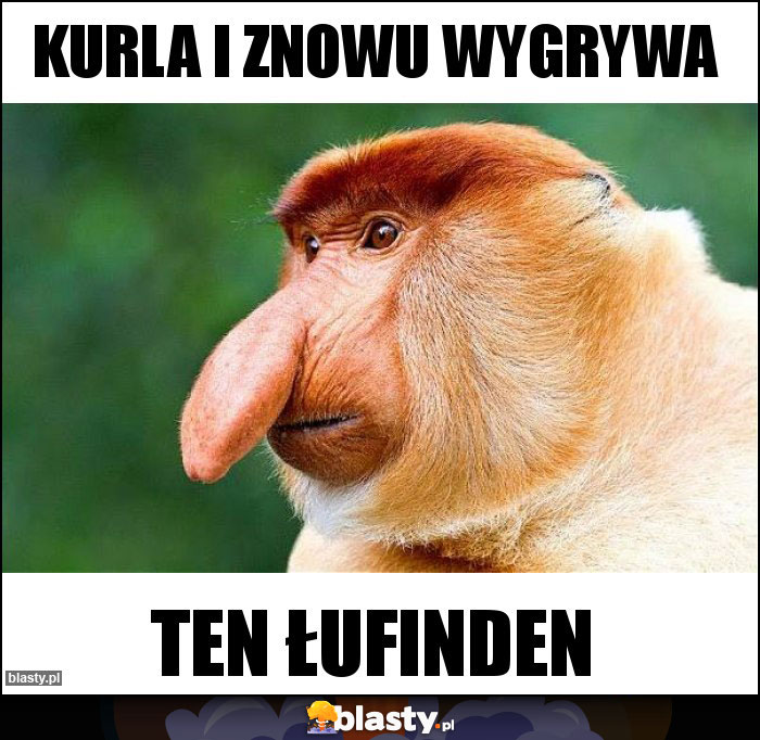 kurla i znowu wygrywa kurla i znowu wygrywa
