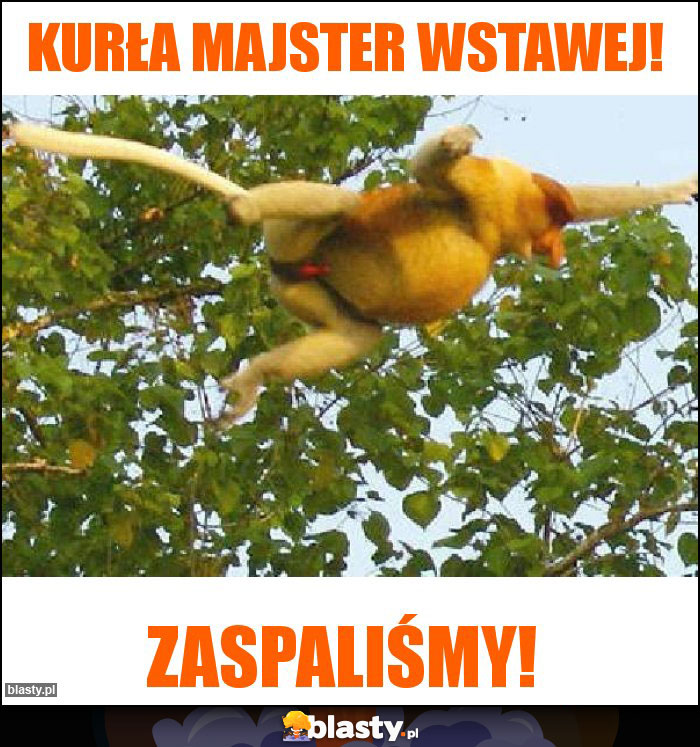 Kurła majster wstawej! Kurła majster wstawej!