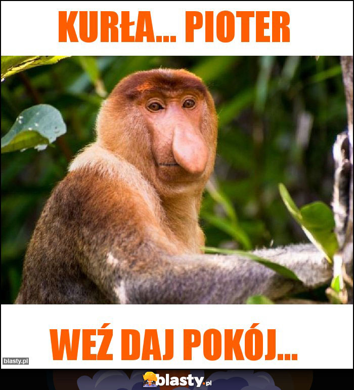 Kurła... Pioter