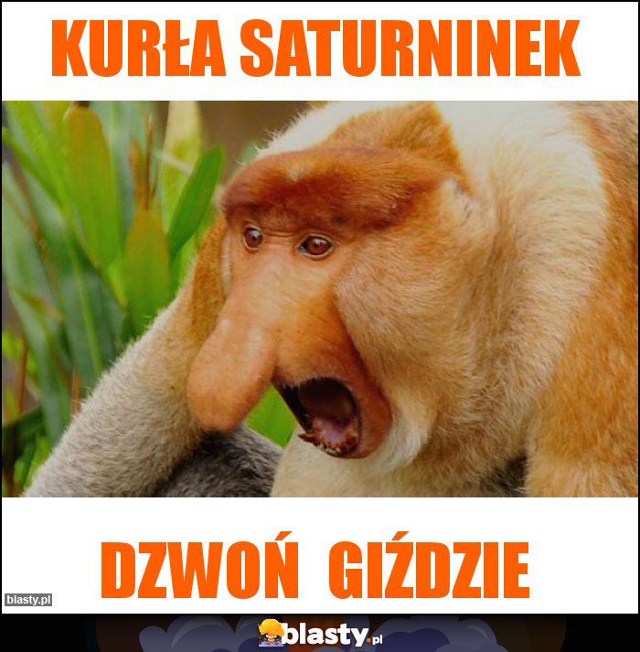 Kurła Saturninek Kurła Saturninek